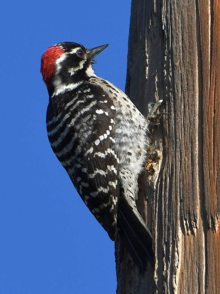 Woodpecker4.jpg