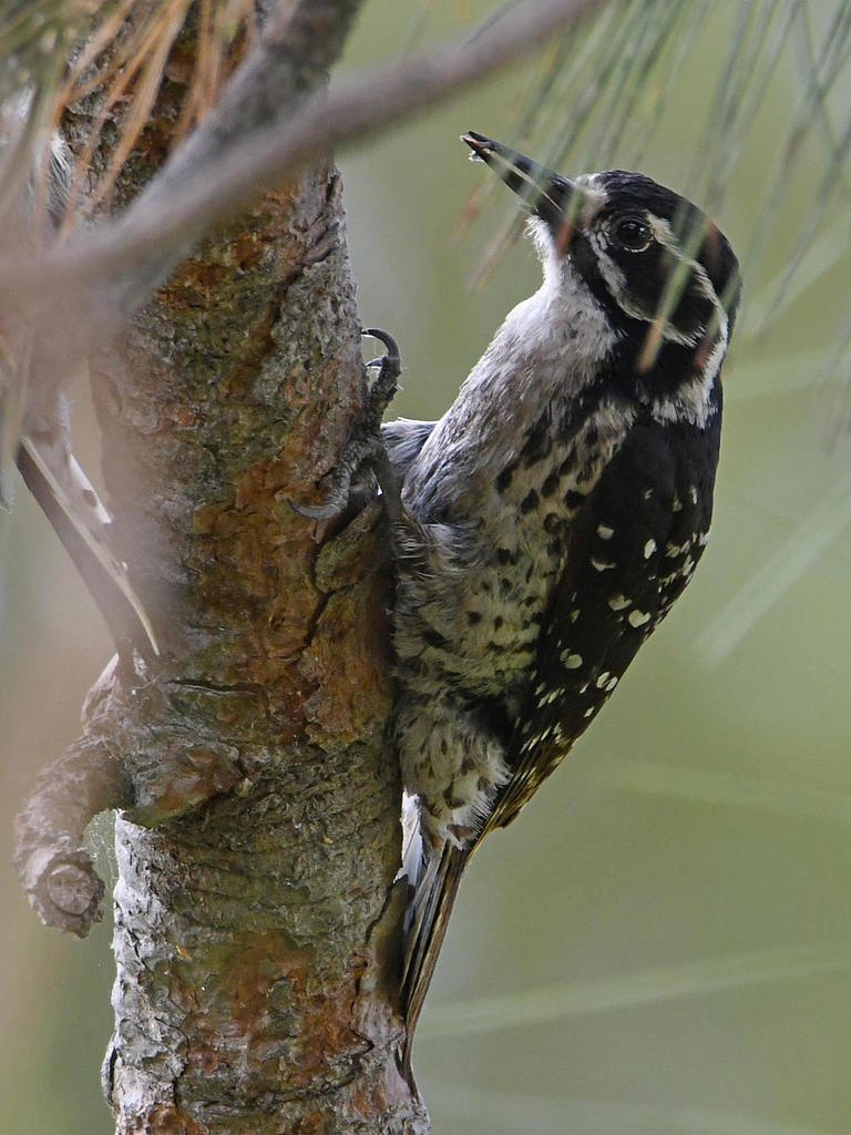 Woodpecker4.jpg