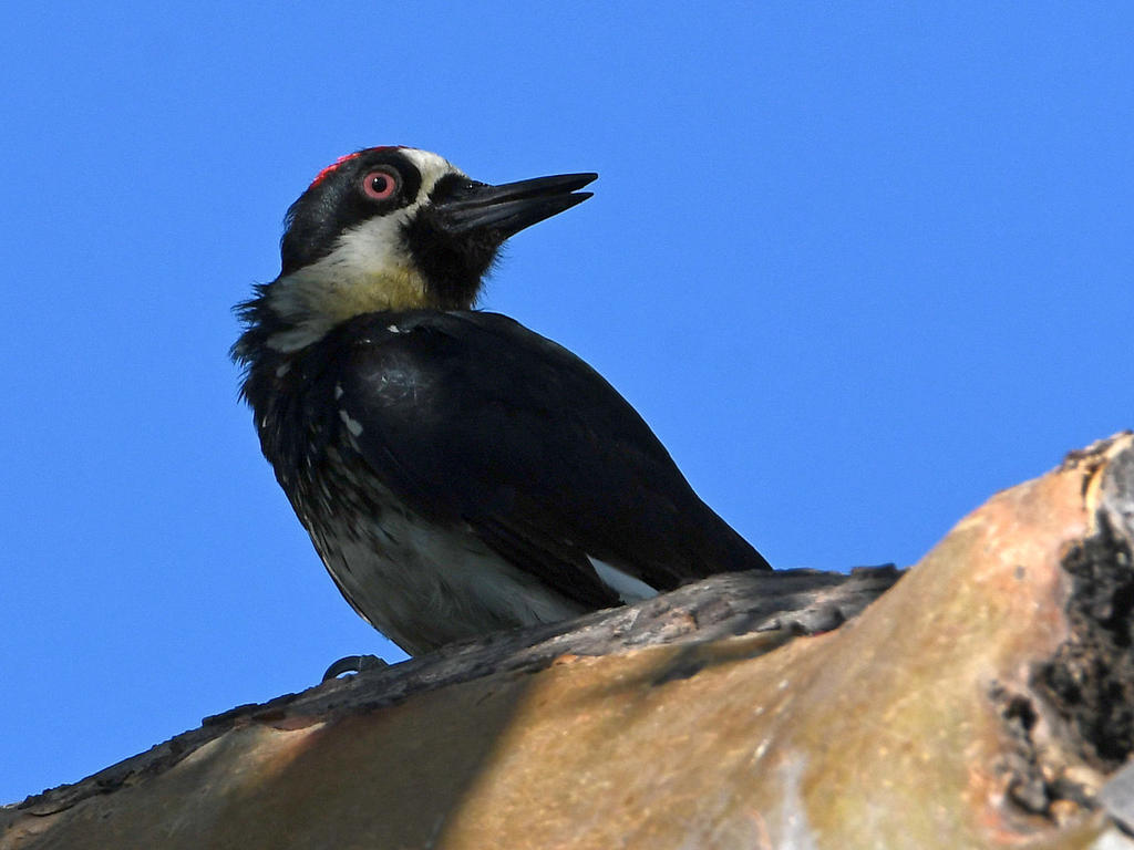 Woodpecker4.jpg