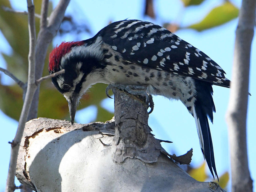 Woodpecker4.jpg