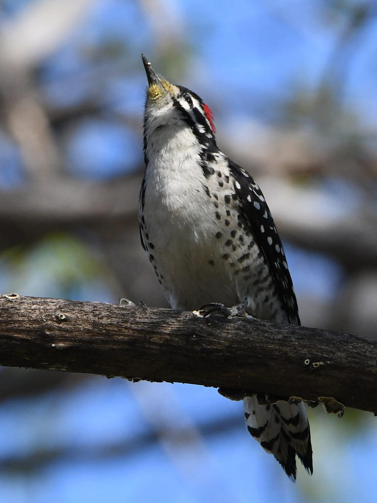 Woodpecker4.jpg