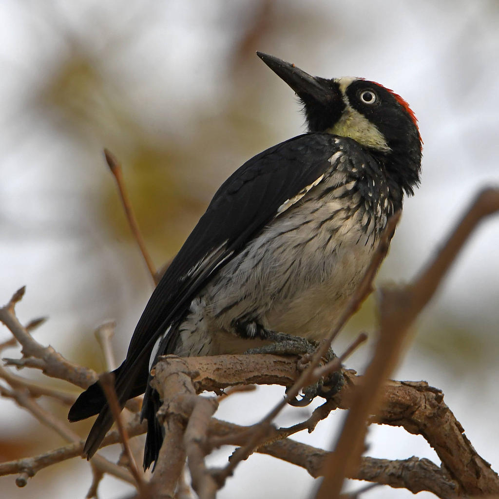 Woodpecker4.jpg