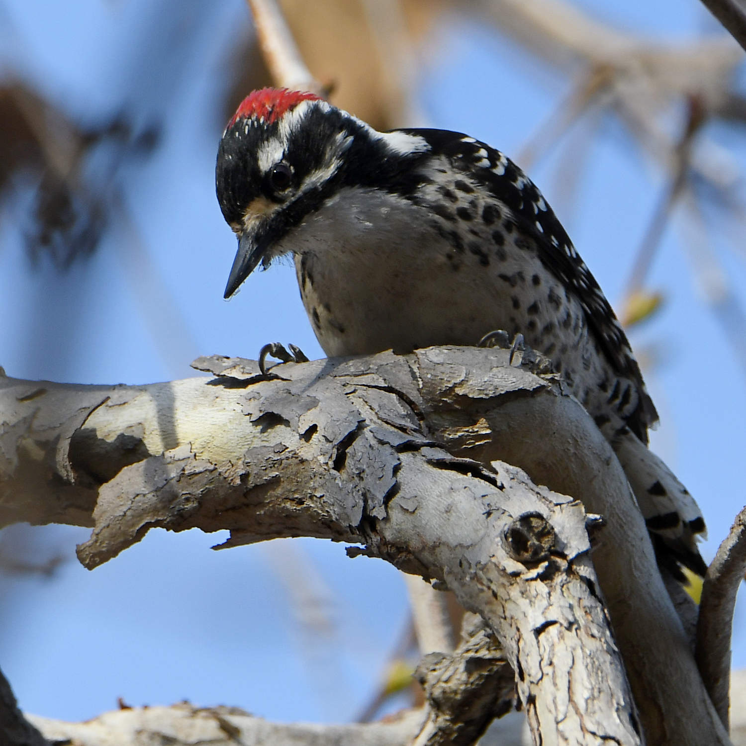 Woodpecker4.jpg