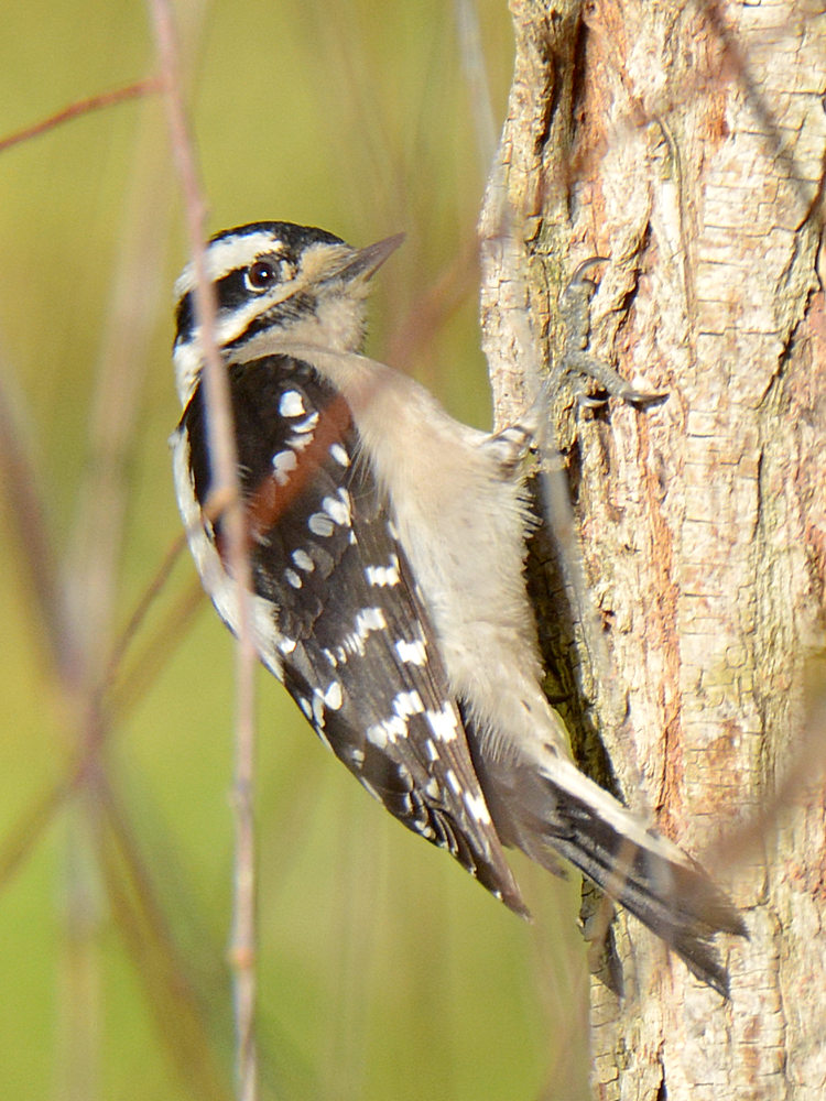 Woodpecker5.jpg