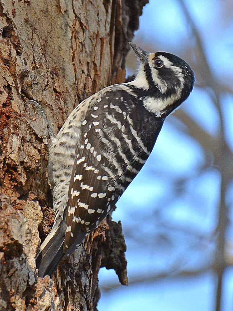Woodpecker5.jpg