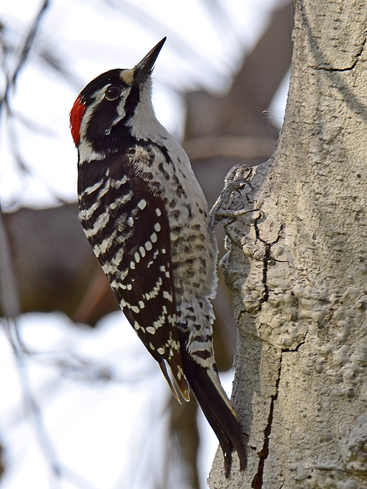 WoodPecker5.jpg