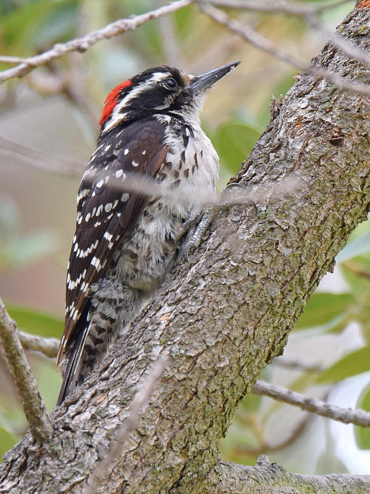 Woodpecker5.jpg
