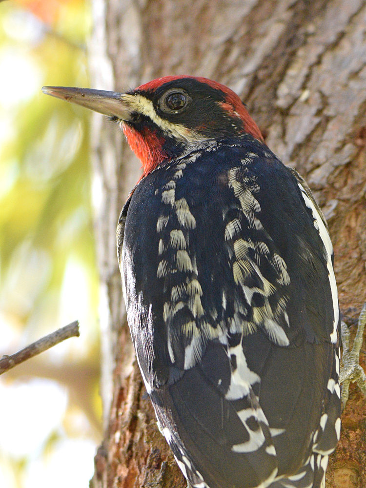 WoodPecker5.jpg