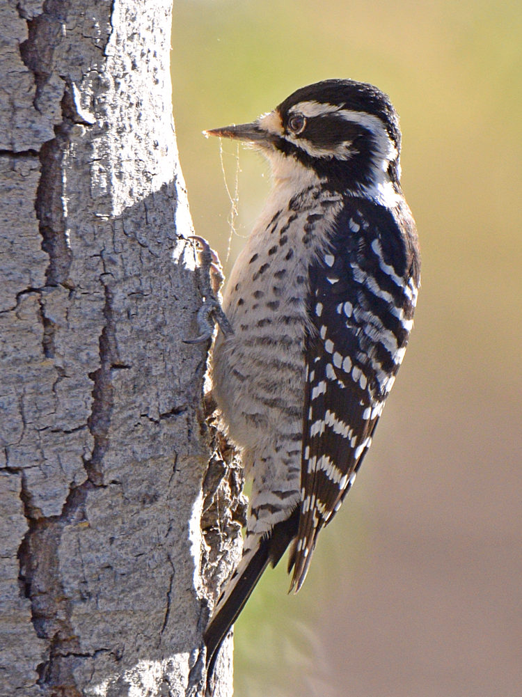 Woodpecker5.jpg