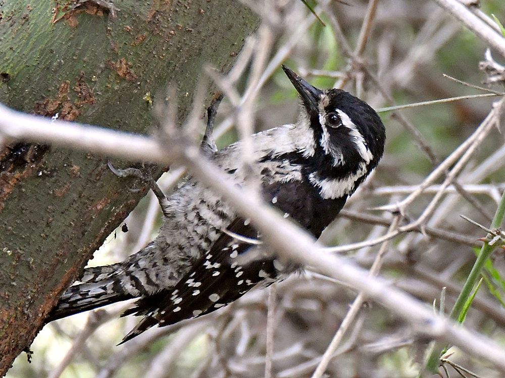Woodpecker5.jpg