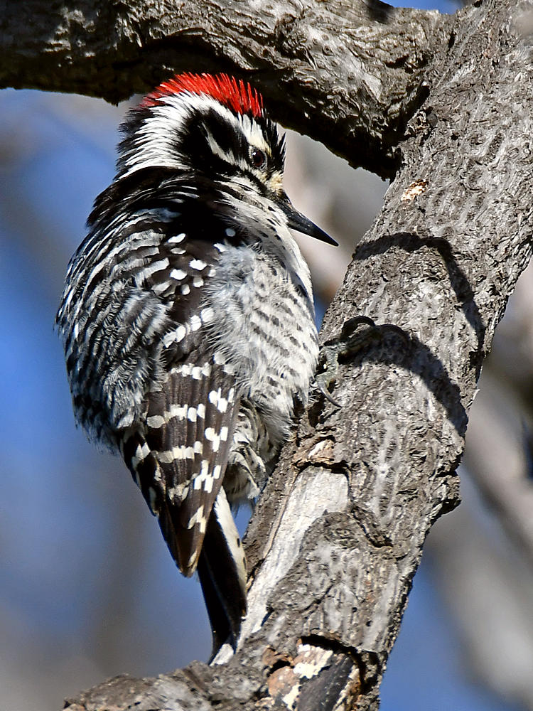 Woodpecker5.jpg