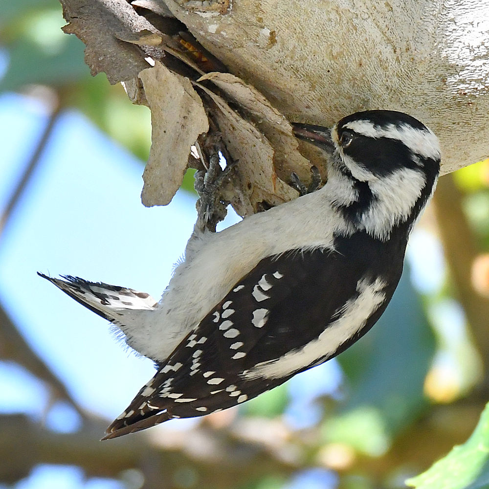Woodpecker5.jpg