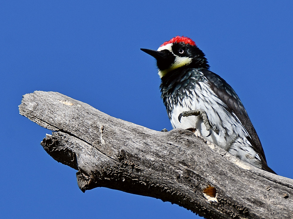 Woodpecker5.jpg