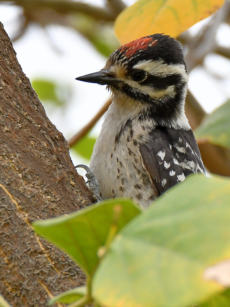 Woodpecker5.jpg