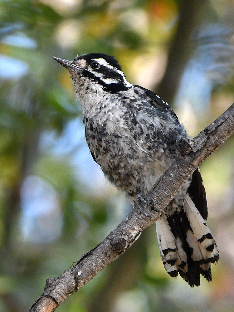 Woodpecker5.jpg