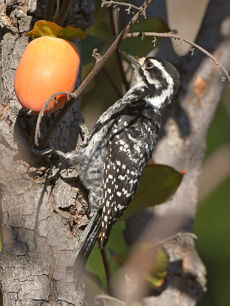 Woodpecker5.jpg