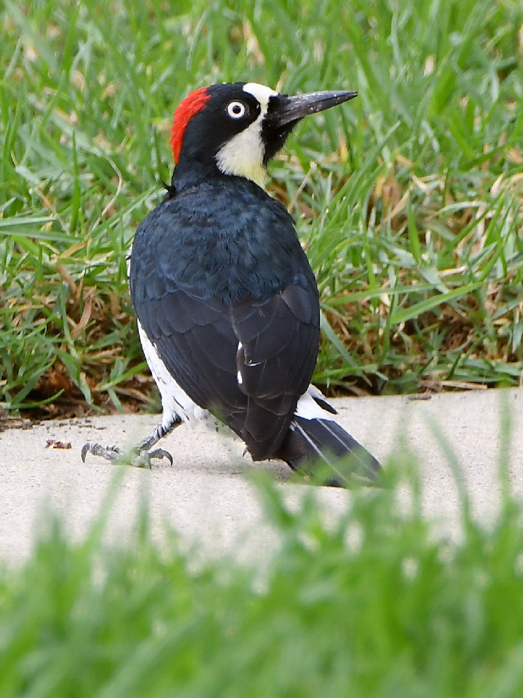 Woodpecker5.jpg