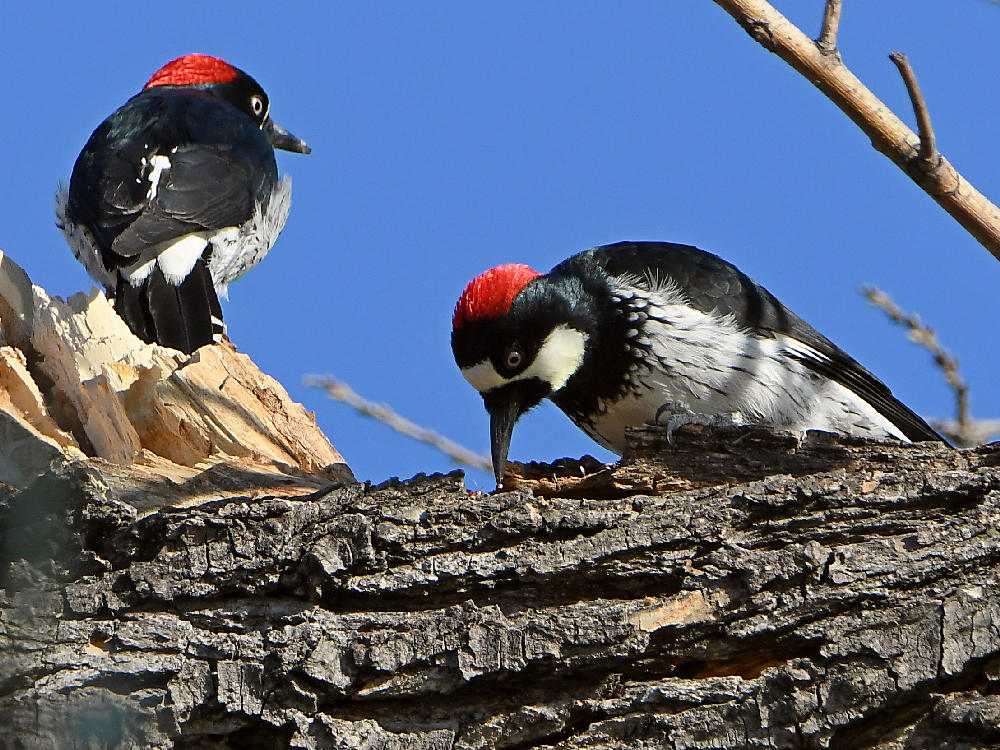 Woodpecker5.jpg