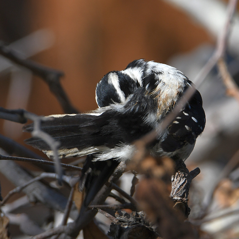 Woodpecker5.jpg