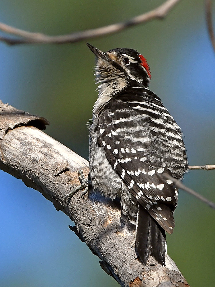 Woodpecker5.jpg