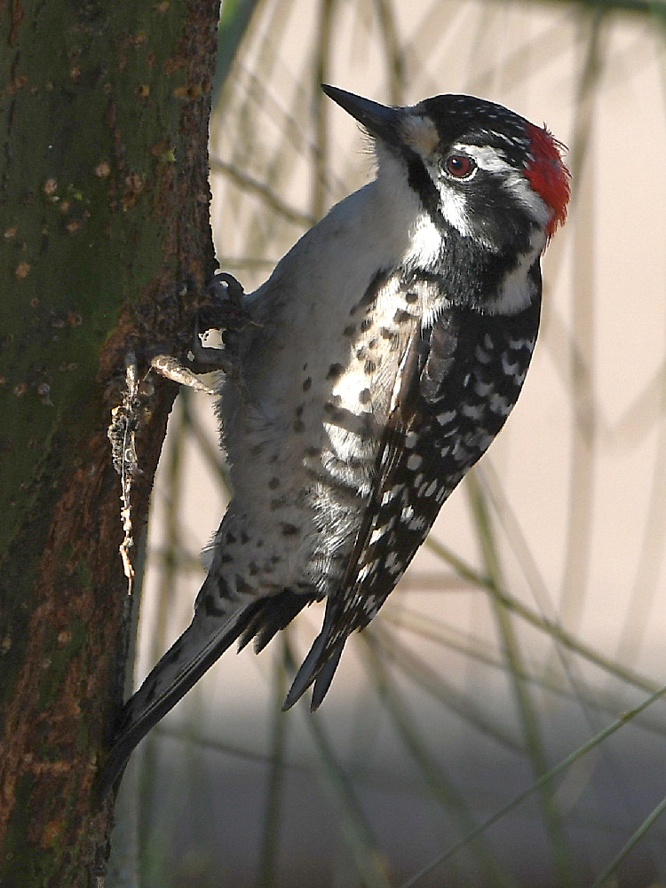 Woodpecker5.jpg