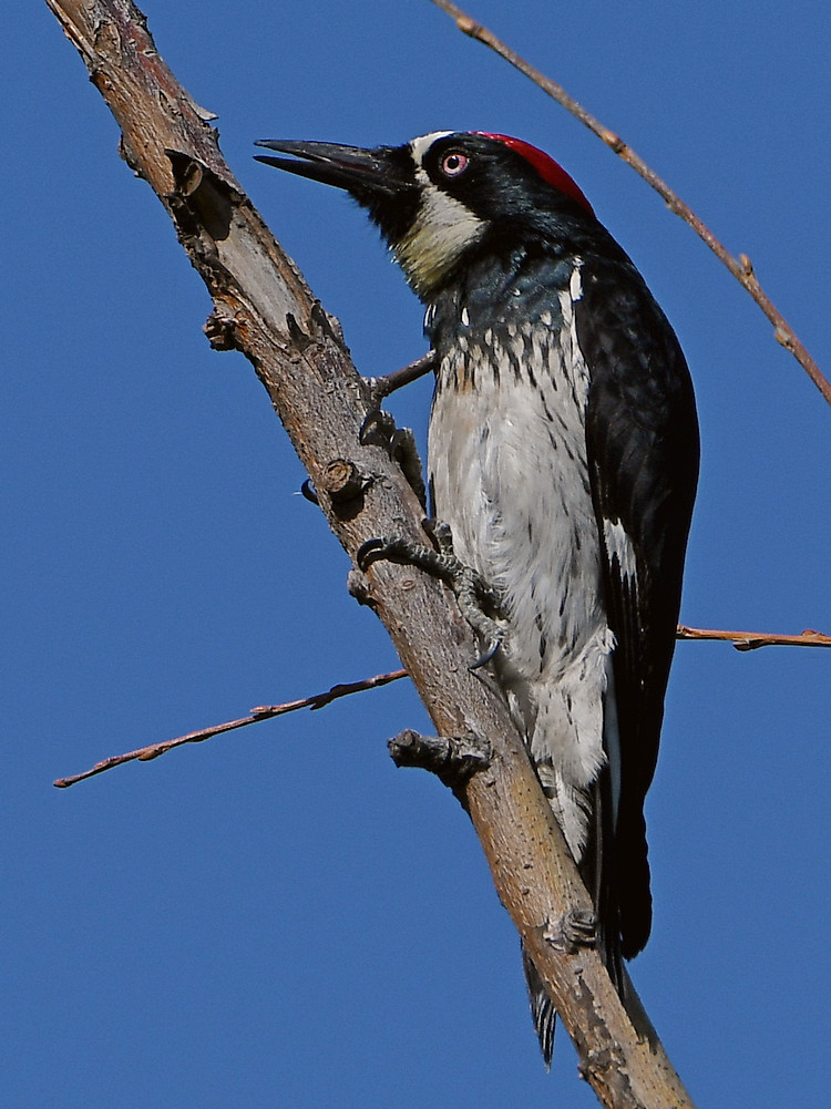 Woodpecker5.jpg
