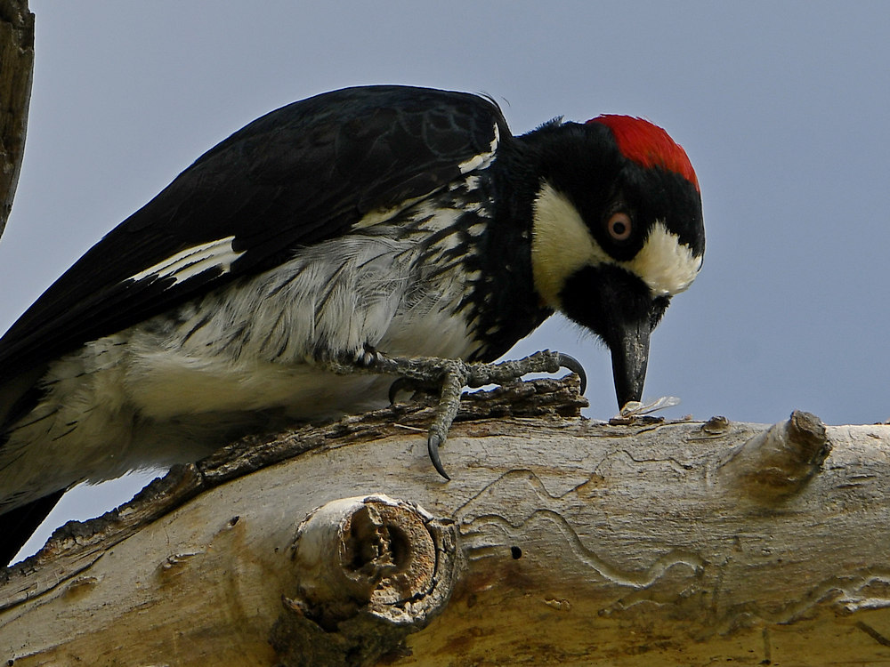 Woodpecker5.jpg