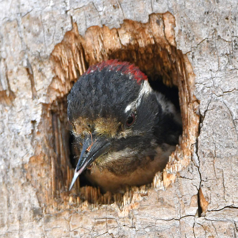 Woodpecker5.jpg