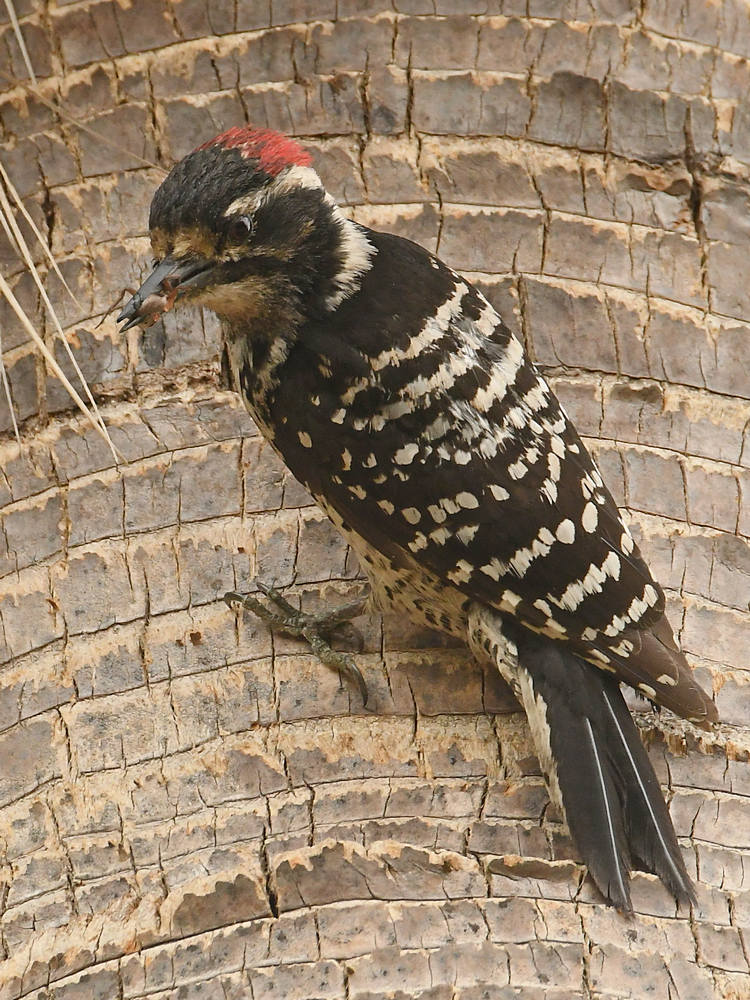 Woodpecker5.jpg