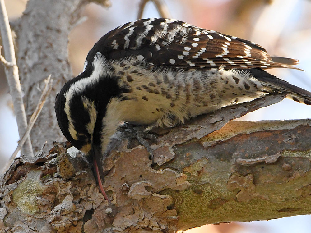 Woodpecker5.jpg