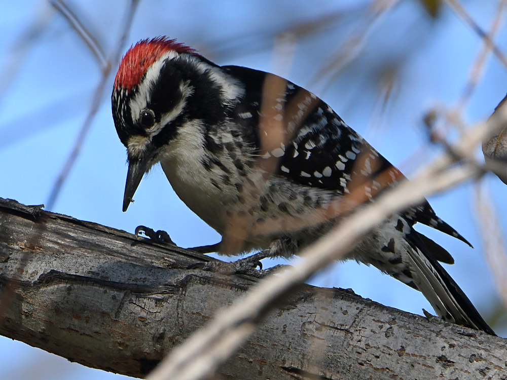 Woodpecker5.jpg