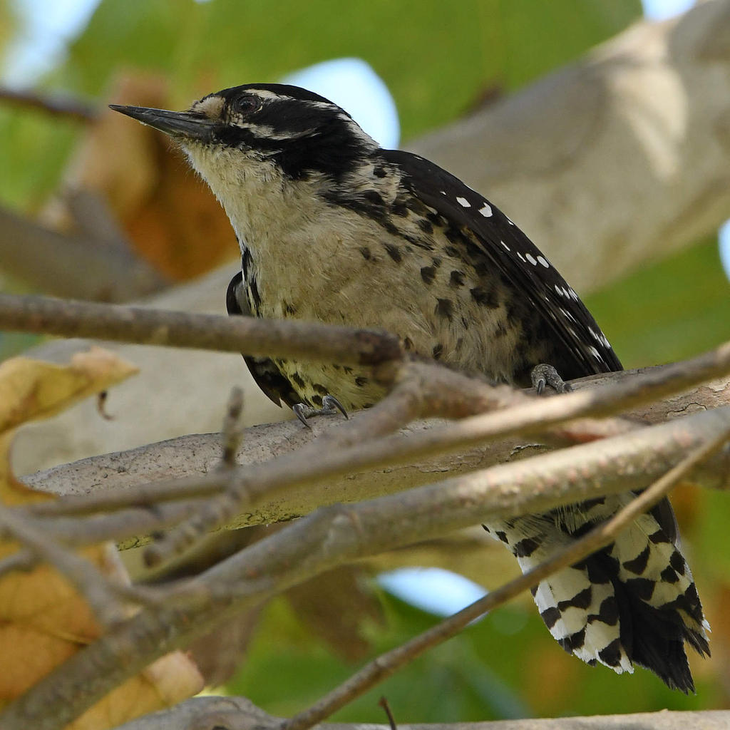 Woodpecker5.jpg