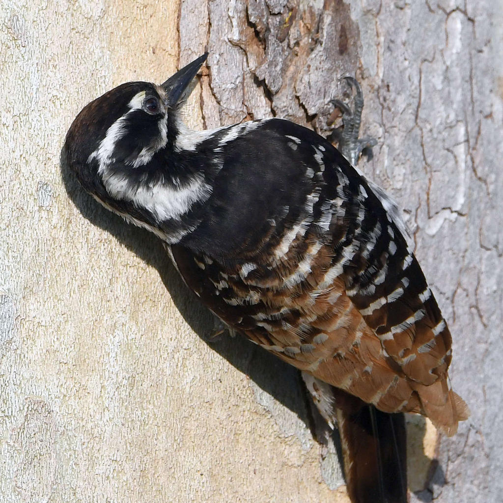 Woodpecker5.jpg