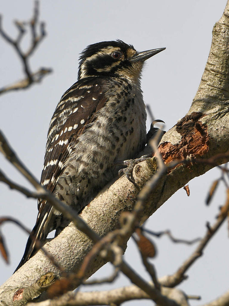 Woodpecker5.jpg