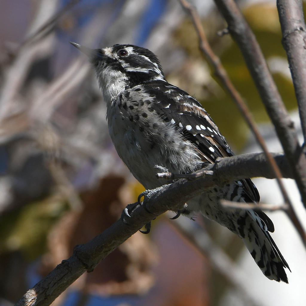 Woodpecker5.jpg