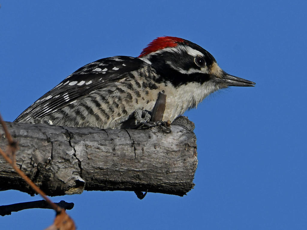 Woodpecker5.jpg