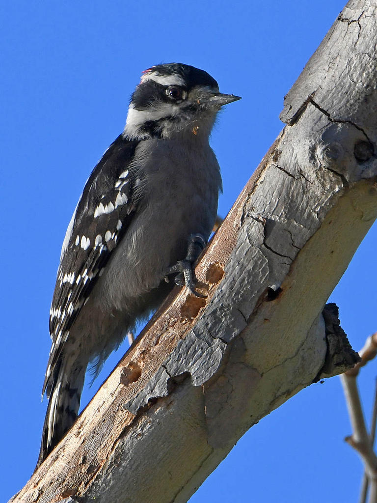 Woodpecker5.jpg