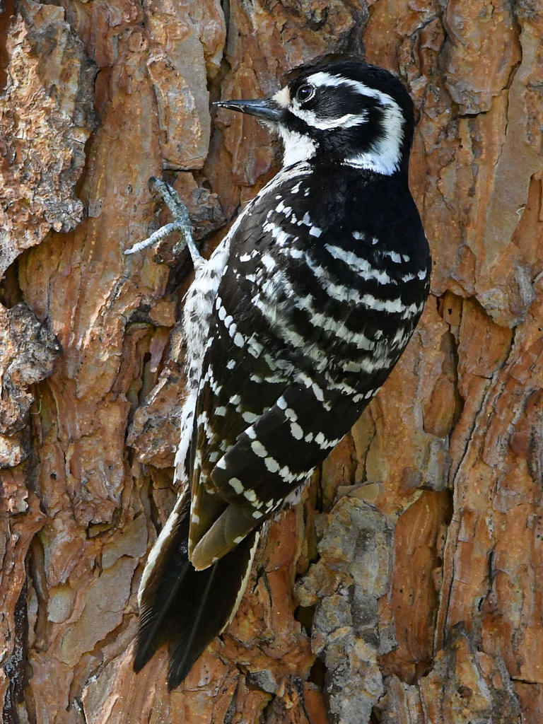 Woodpecker5.jpg