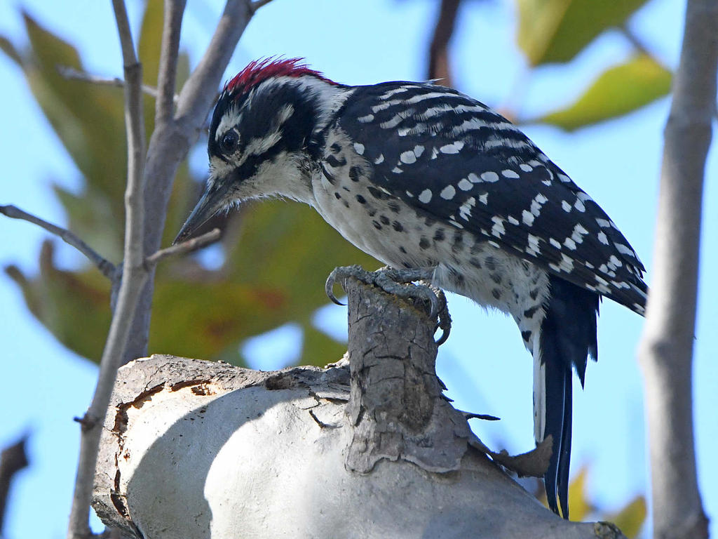 Woodpecker5.jpg