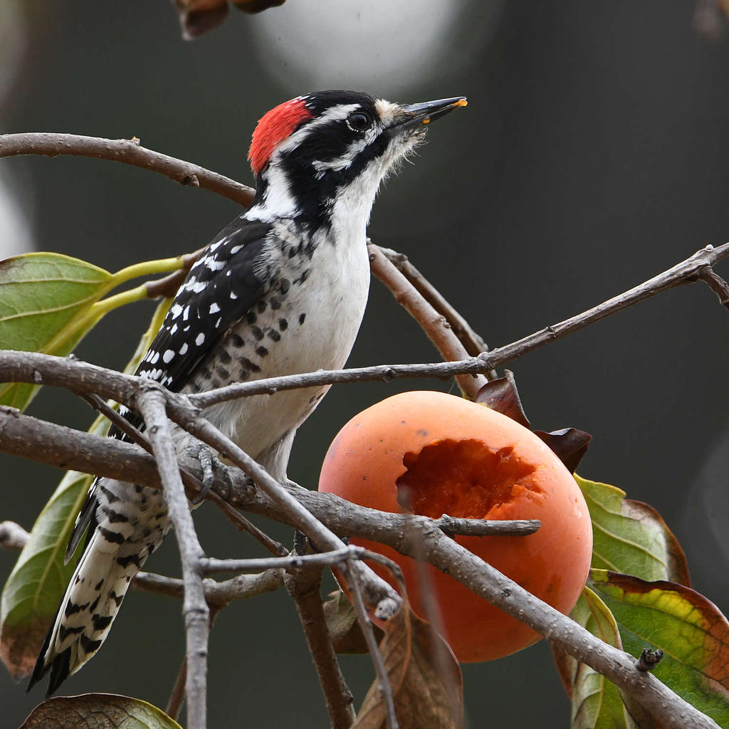 Woodpecker5.jpg