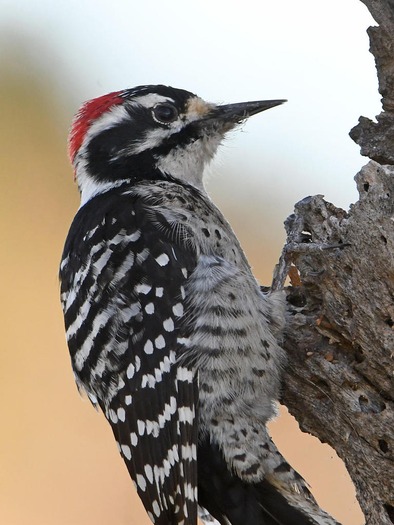 Woodpecker5.jpg