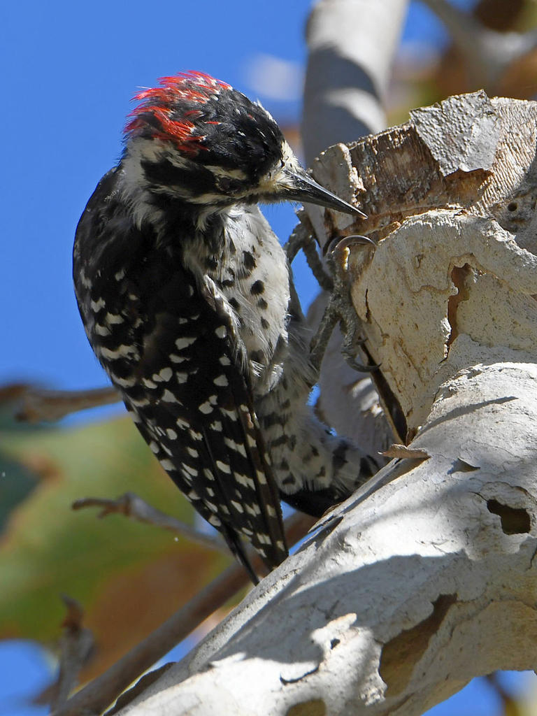Woodpecker5.jpg