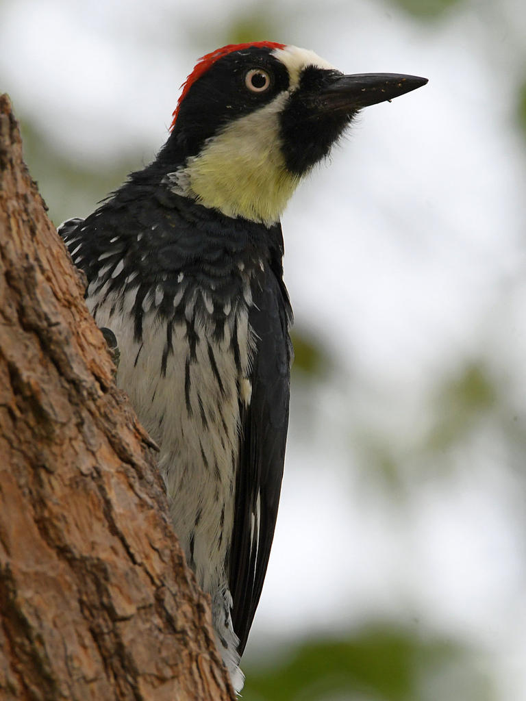 Woodpecker5.jpg