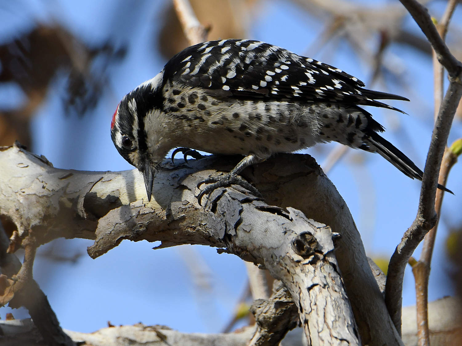 Woodpecker5.jpg