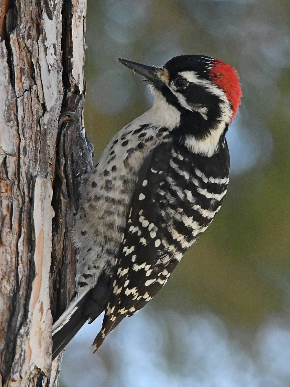 Woodpecker5.jpg
