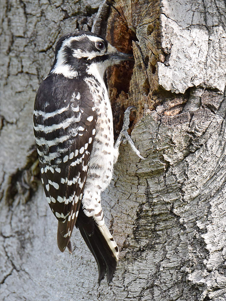 Woodpecker5_2015_03_15.jpg