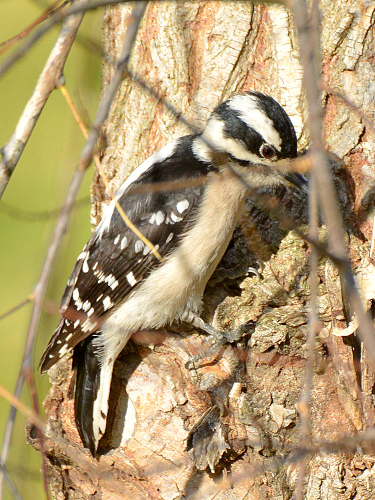 Woodpecker6.jpg