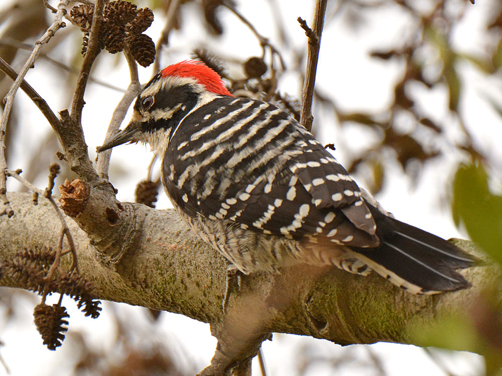 Woodpecker6.jpg