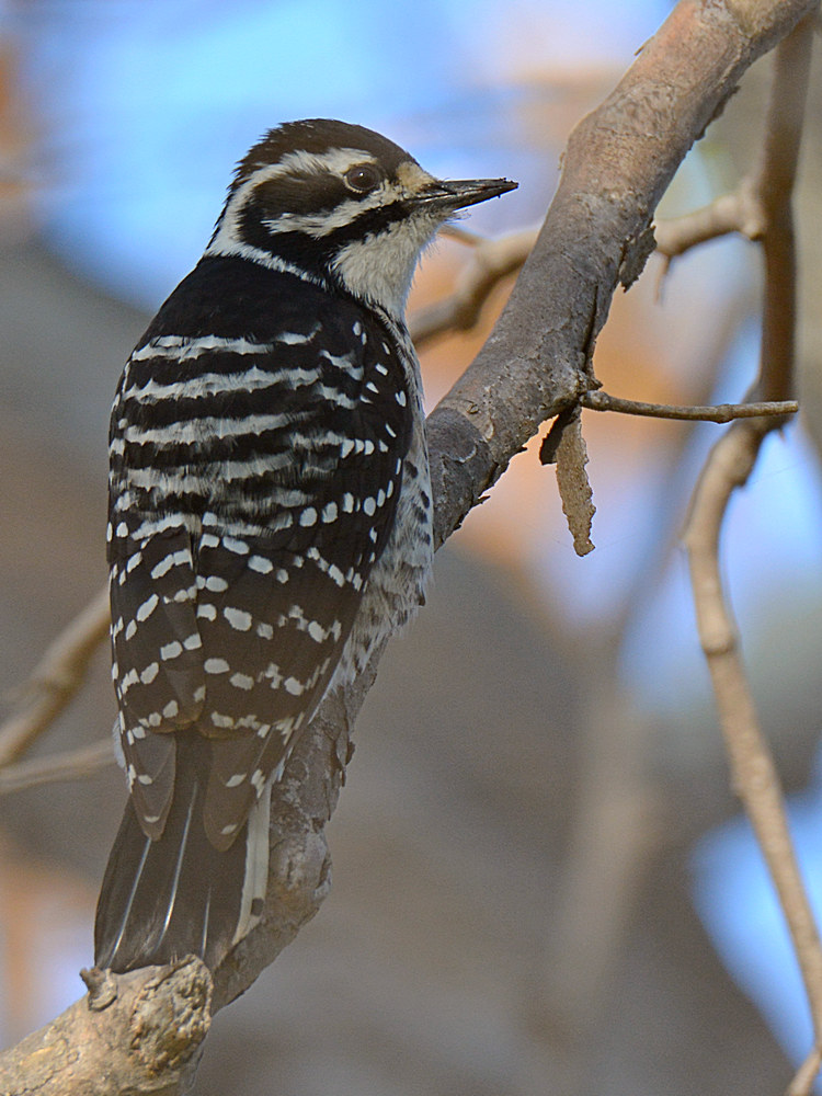Woodpecker6.jpg