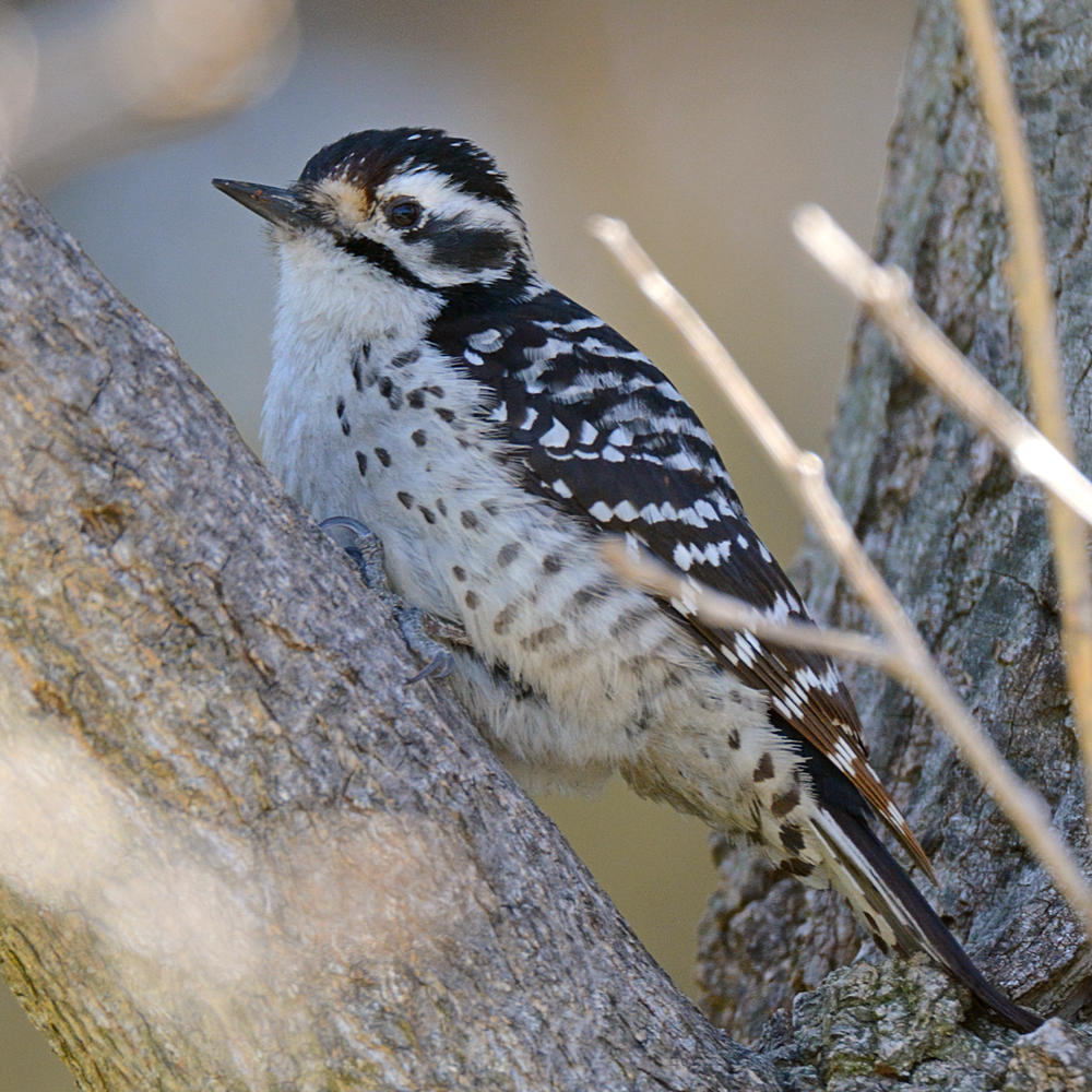 Woodpecker6.jpg